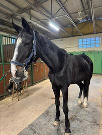 Cavalla da scuola o compagnia