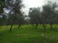 Immagine 5