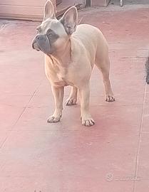 Bulldog francese