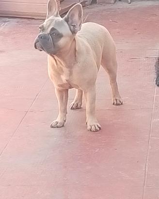 Bulldog francese
