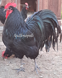 Australorp nera U.O.V.A