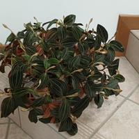 Ludisia Discolor Orchidea Gioiello