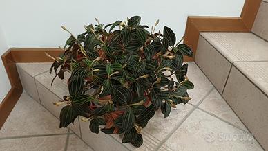 Ludisia Discolor Orchidea Gioiello