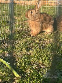 Coniglio nano ariete