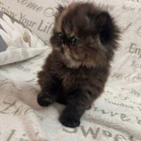 Cucciole gatto persiano