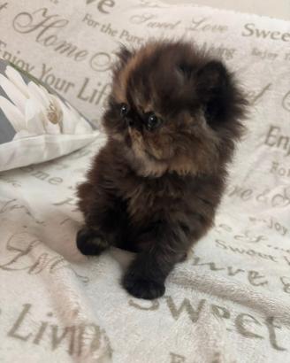 Cucciole gatto persiano