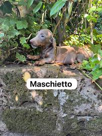 Maschietto di bassotto nano/standard