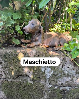Maschietto di bassotto nano/standard