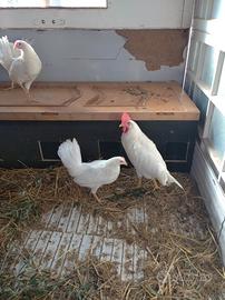 Galli e galline Livornesi