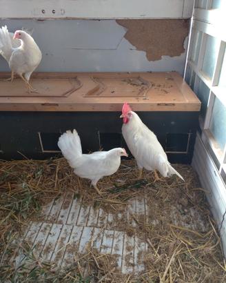 Galli e galline Livornesi