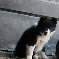 Cucciola border collie