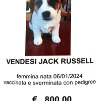 Cane jack Russell