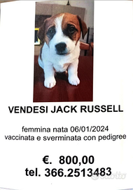 Cane jack Russell