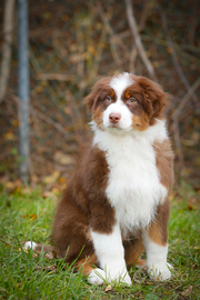Cuccioli di pastore australiano
