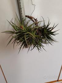 Tillandsia