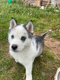 Cuccioli di husky