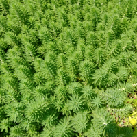 Myriophyllum pianta da laghetto