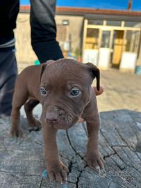 Pitbull Red nose ukc