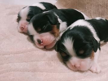 Cuccioli Cavalier King C.S. pedigree ENCI 