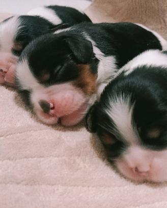 Cuccioli Cavalier King C.S. pedigree ENCI 
