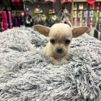 Chihuahua cucciola tascabile