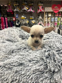 Chihuahua cucciola tascabile