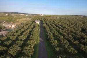 Agrumeto 10.000 mq Motta S.Anastasia