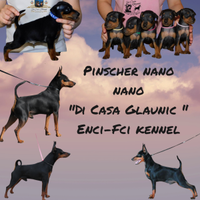 Pinscher nano