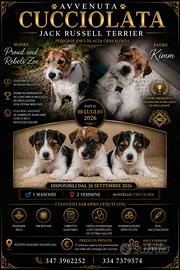 Jack Russell Terrier - Cuccioli disponibili