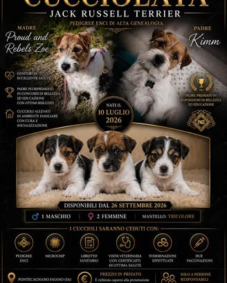 Jack Russell Terrier - Cuccioli disponibili