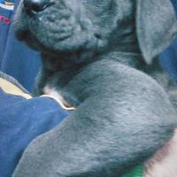 Cuccioli di cane corso italiano, grigio, nero