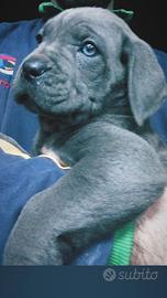 Cuccioli di cane corso italiano, grigio, nero