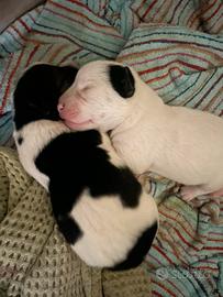 Jack russell cuccioli