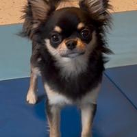 Chihuahua per accoppiamento