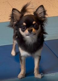 Chihuahua per accoppiamento