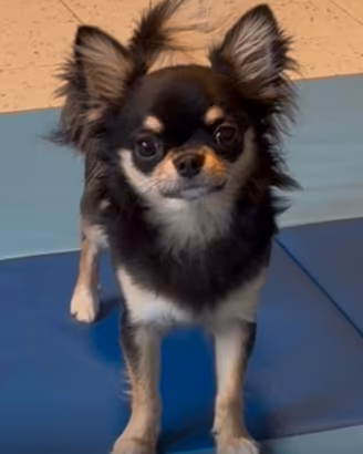 Chihuahua per accoppiamento