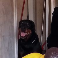 Cane di rottweiler maschio per accoppiamento