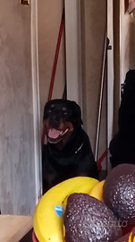 Cane di rottweiler maschio per accoppiamento
