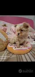 Maltipoo