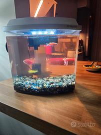 pesci per acquario