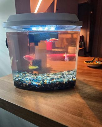 pesci per acquario