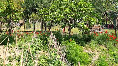 Terreno agricolo