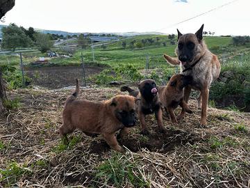 Cuccioli di pastore belga malinois