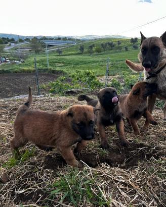 Cuccioli di pastore belga malinois
