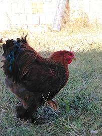 Galli Brahma