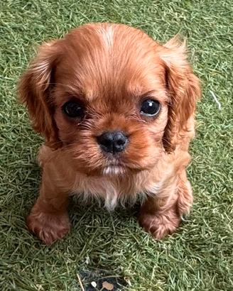 Cavalier King con pedigree enci