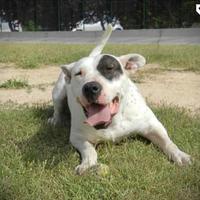 Magda, affettuosa e brava aspetta una vita a casa