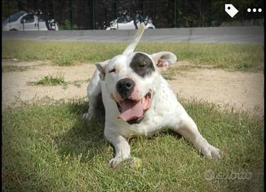 Magda, affettuosa e brava aspetta una vita a casa