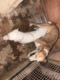 Podenco andaluso x conigli