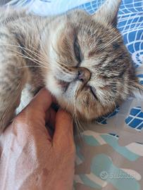 Gattina Esotica